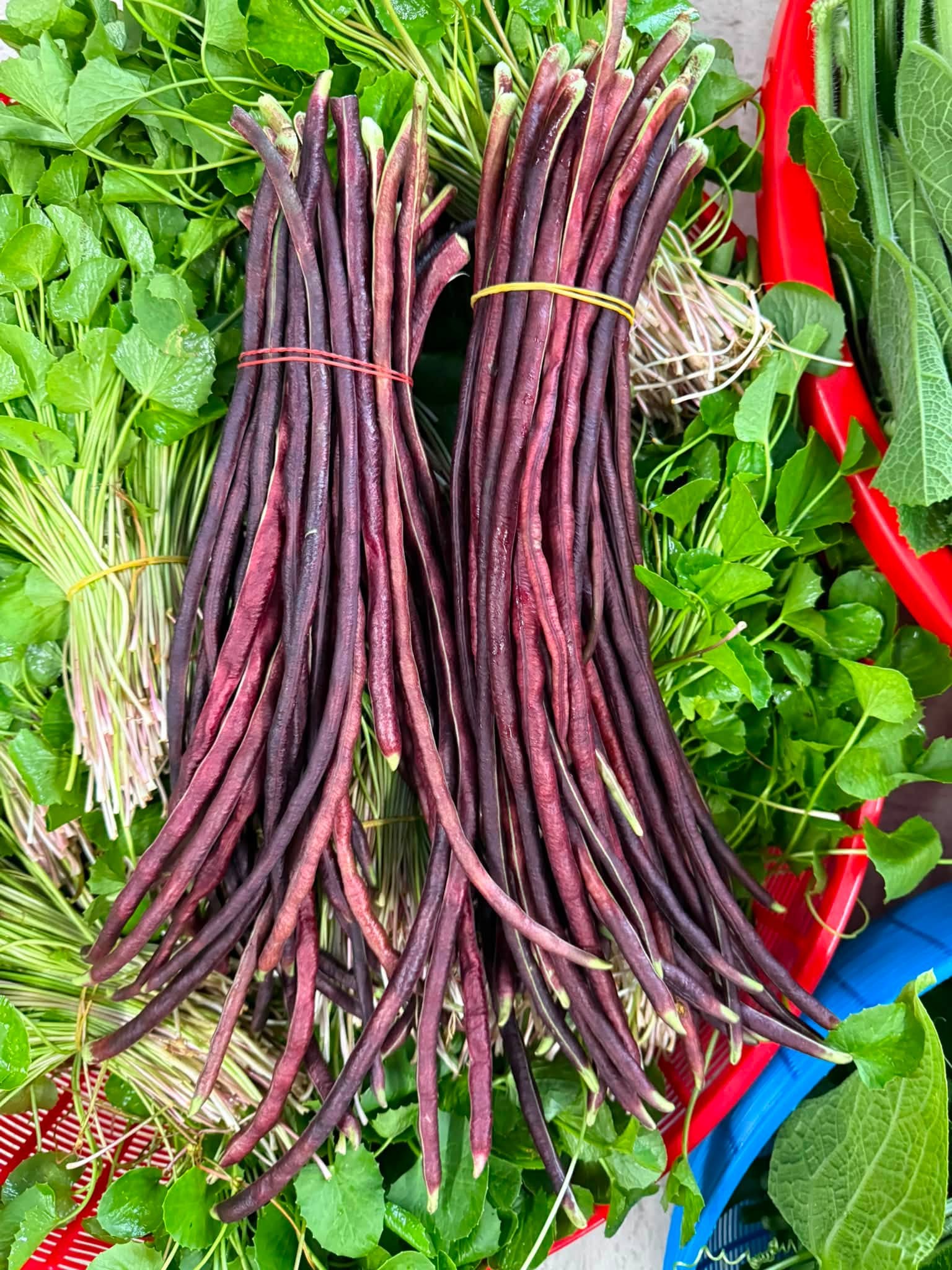 Fresh Burmese greens, herbs and purple long beans in market baskets